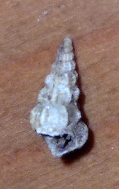 Conchiglie dall''Elba.